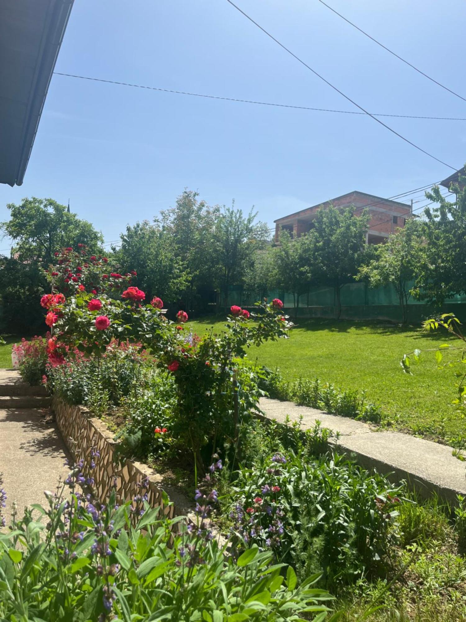 Dzeno Sarajevo * Krivoglavci